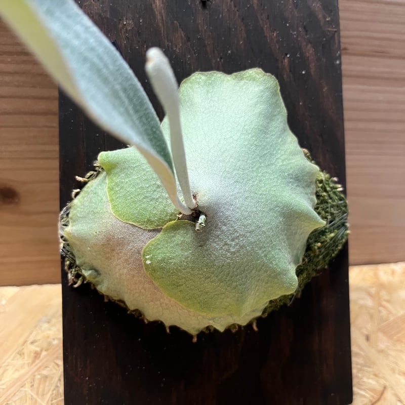 ビカクシダ オモ ホワイトラバー | GREEN LUCK