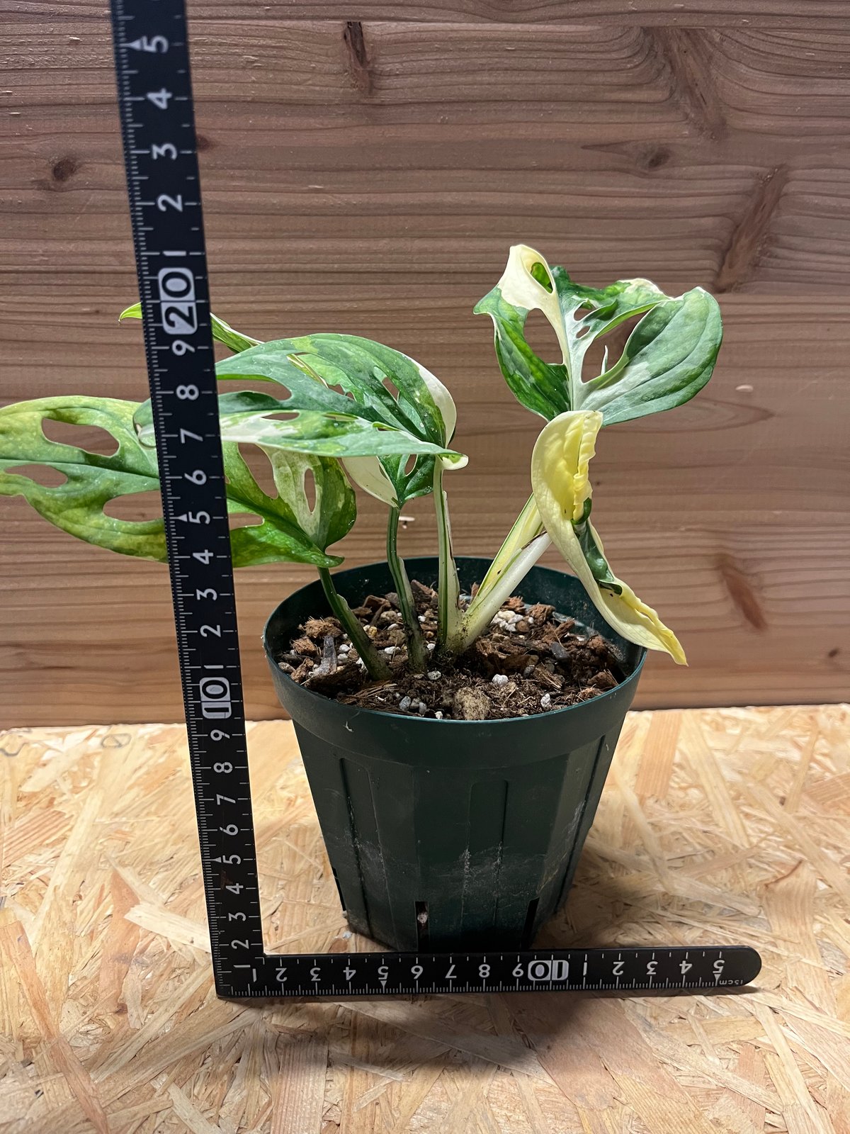 観葉植物【モンステラ アダンソニー バリエガタ】マドカズラ斑入り モンステラ・アダンソニー (マドカズラ) アルボバリエガータ