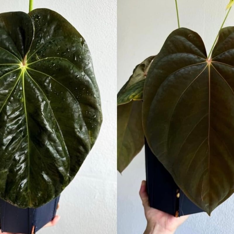 アンスリウム アントラキー （RA7×tezula） | GREEN LUCK