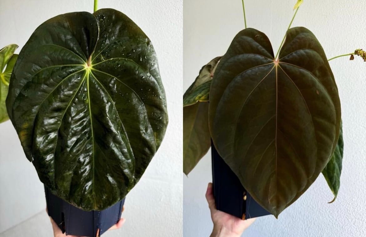 アンスリウム　アントラキー アンスリウム アントラキー （RA7×tezula） | GREEN LUCK