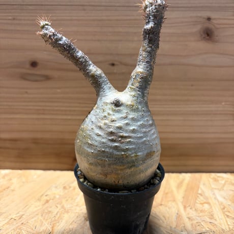 パキポディウムグラキリス | STORES