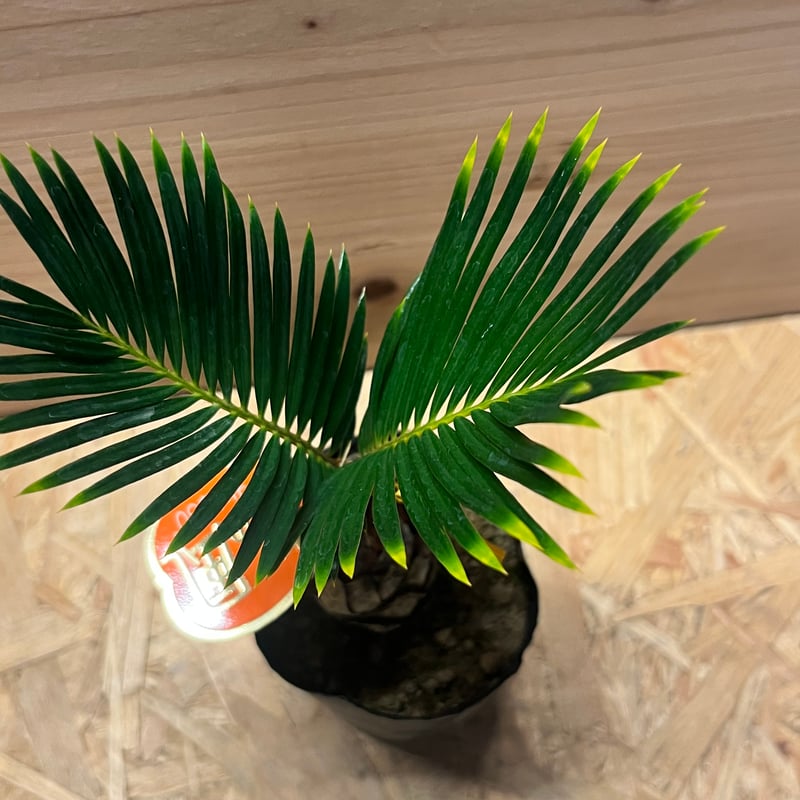 石抱き金環ソテツ??黄金蘇轍