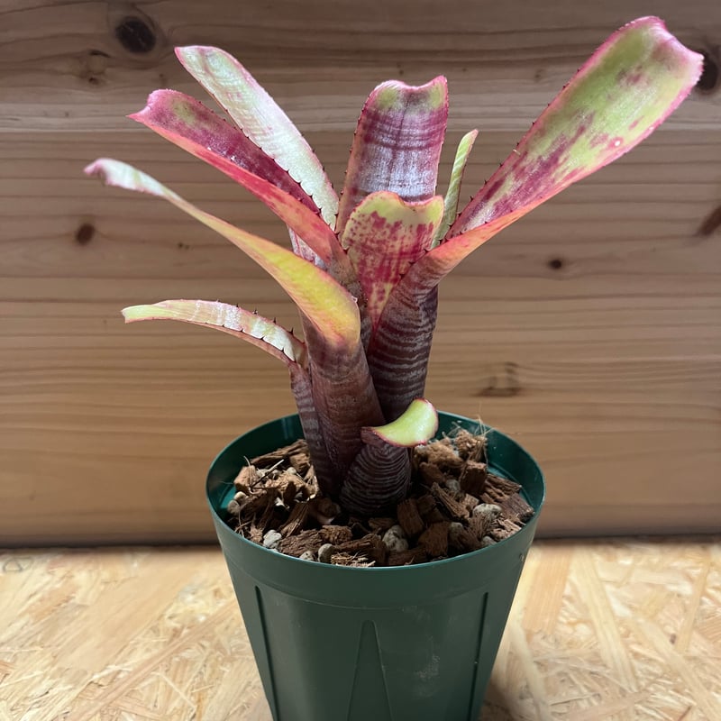 エクメア ヌディカウリス FLANEA ROSEA 子株付き 3 エクメア