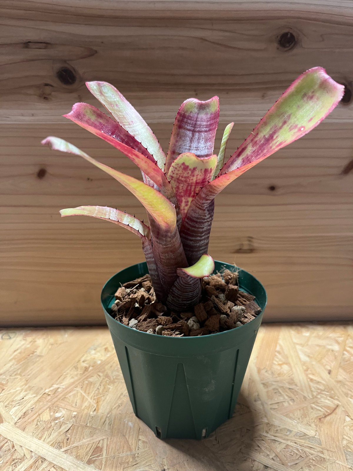 エクメア ヌディカウリス 子株付き 子株付き エクメア ヌディカウルス