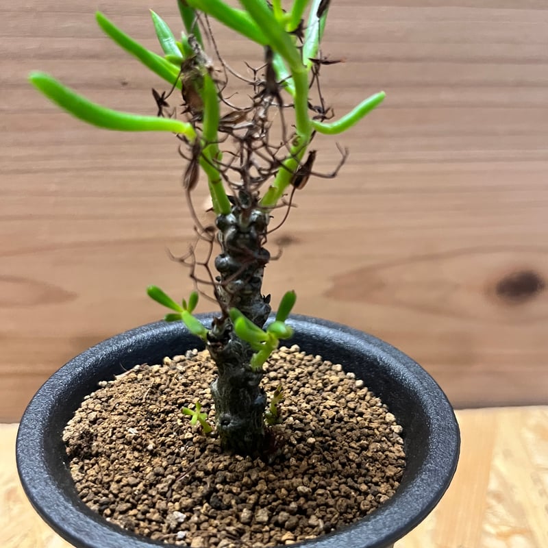 チレコドン ニグリカウリス | GREEN LUCK