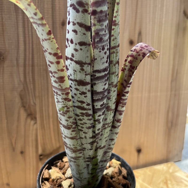 ケスネリア マルモラータ ティムプローマン | GREEN LUCK