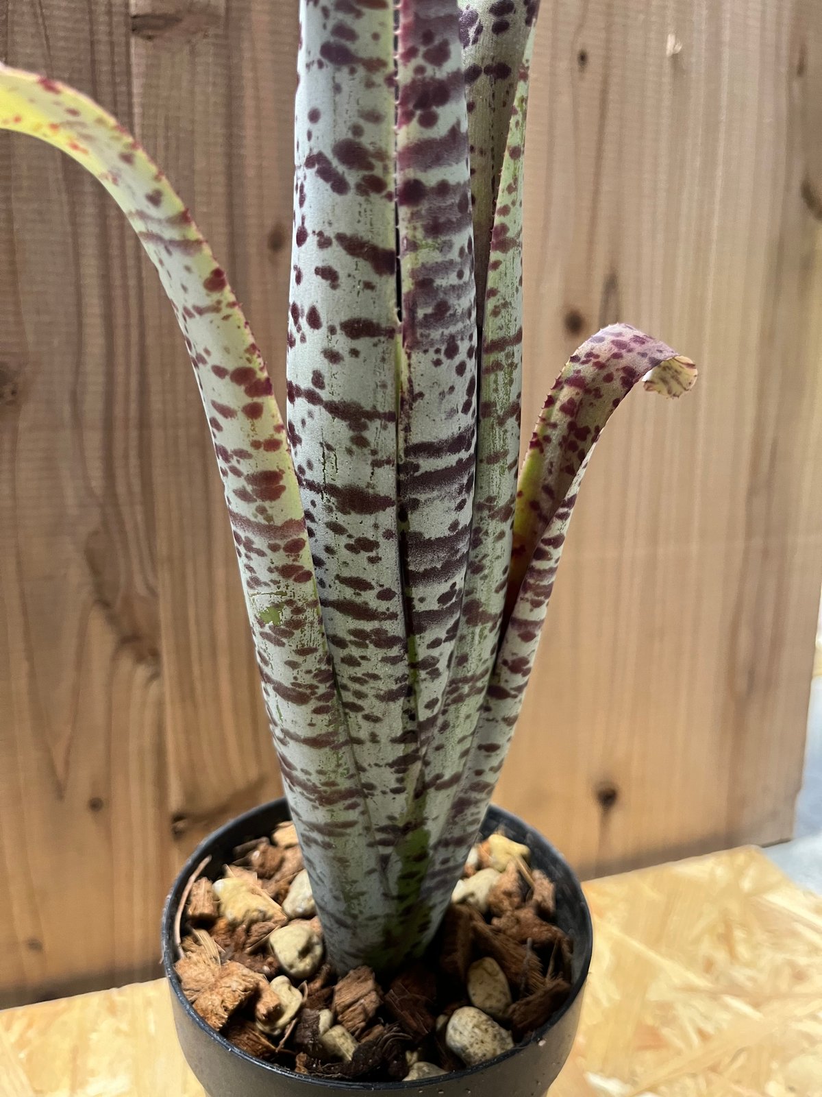 ケスネリア マルモラータ ティムプローマン | GREEN LUCK