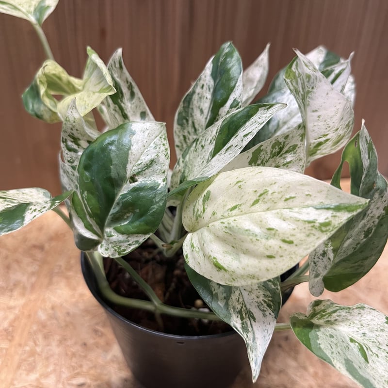 エピプレナム ピナツム マーブル | GREEN LUCK