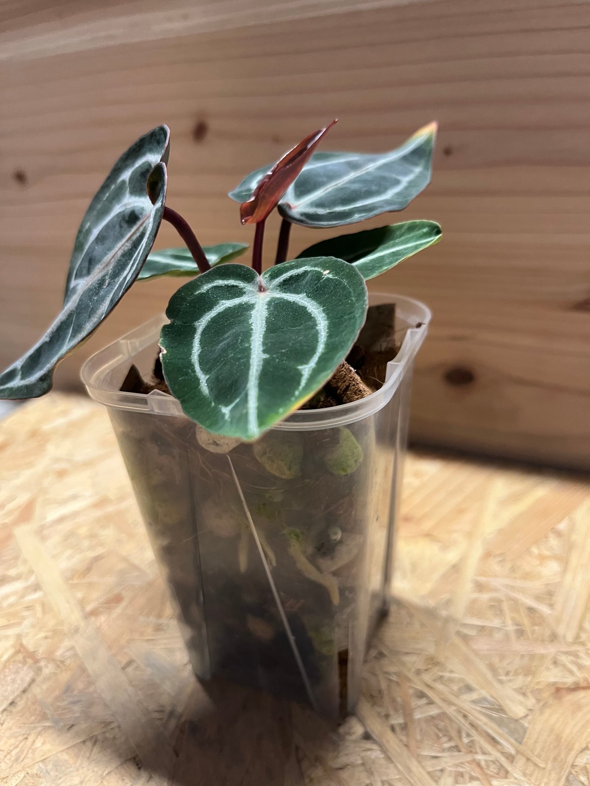 アンスリウム スカーレット | GREEN LUCK