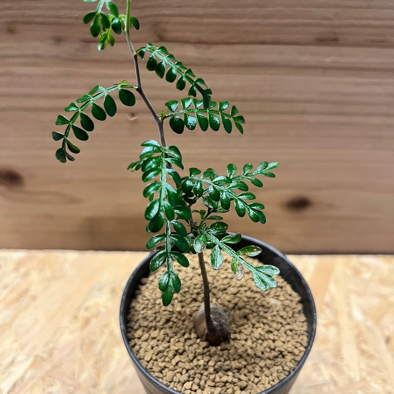 オペルクリカリア パキプス | GREEN LUCK