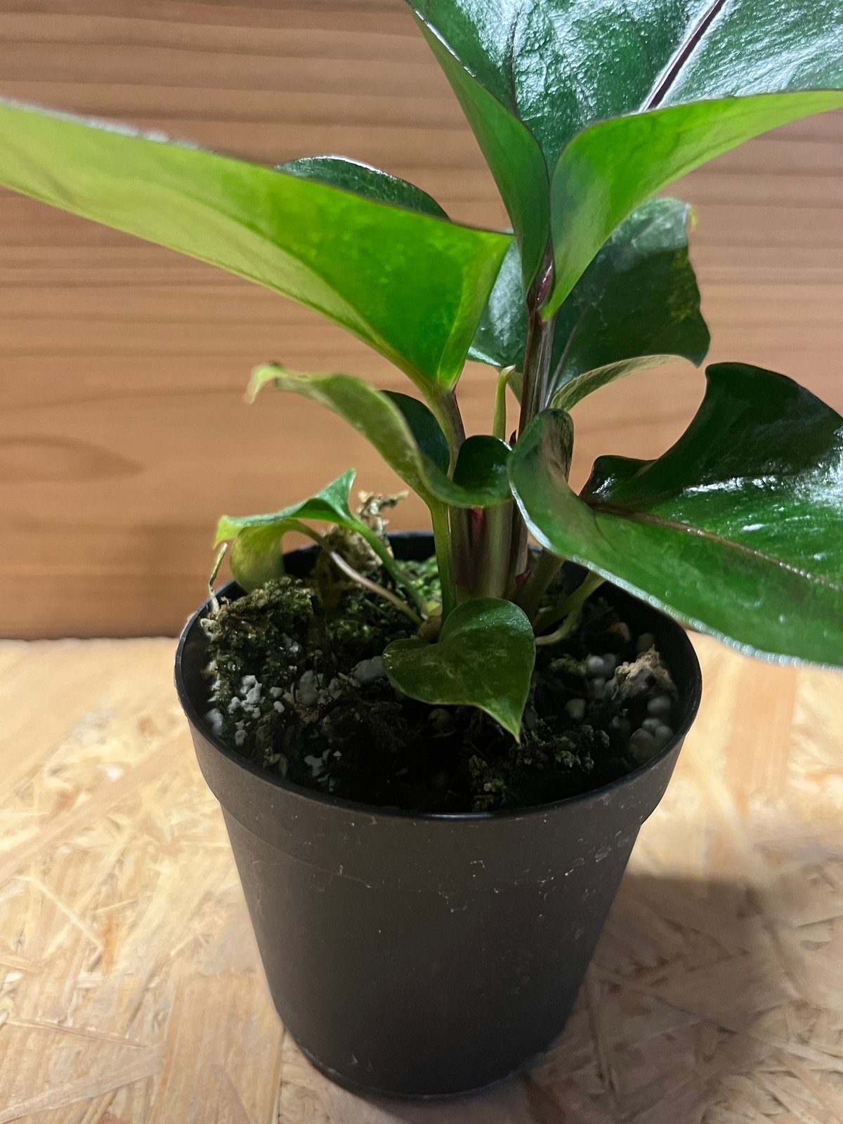 アンスリウム フーケリー 'ブラックドラゴン' | GREEN LUCK