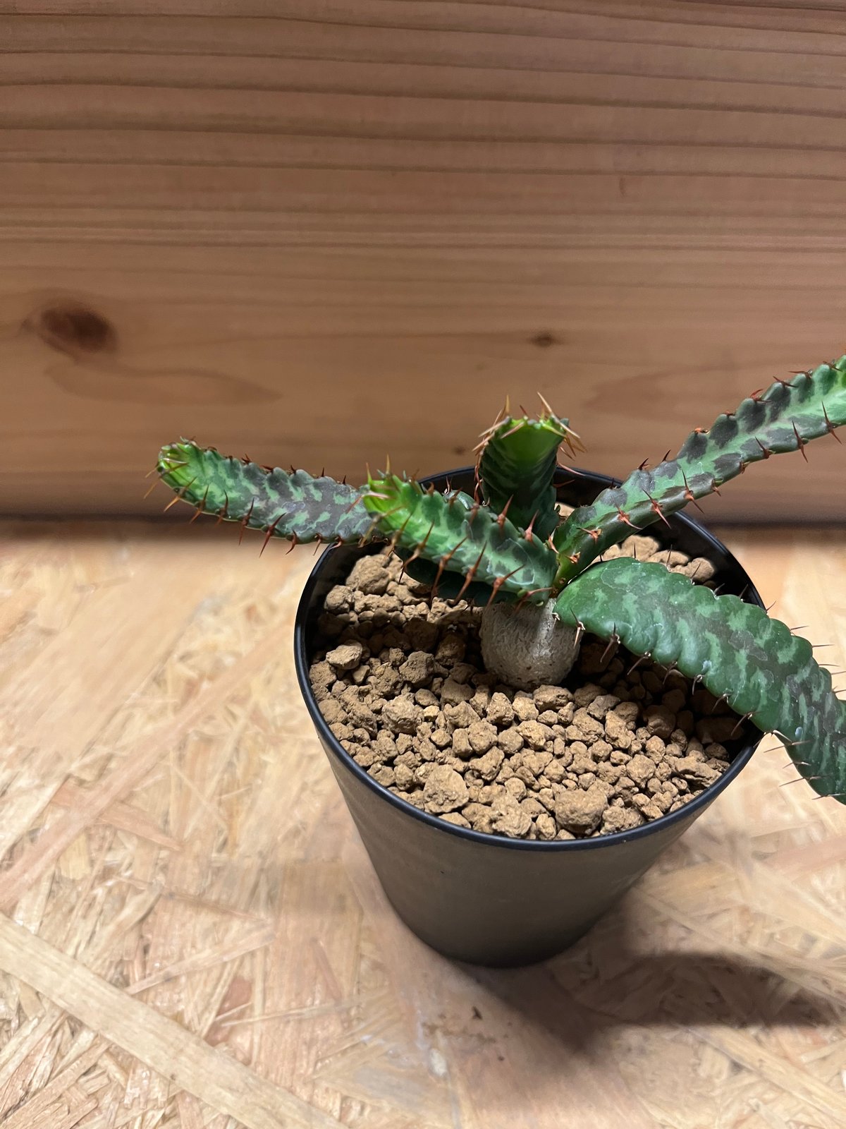 ユーフォルビア ステラータ 飛竜 | GREEN LUCK