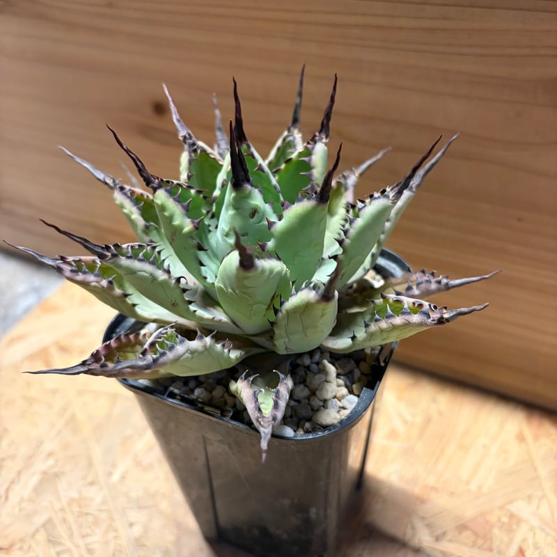 アガベ 八荒雷神 陽炎タイプ | GREEN LUCK