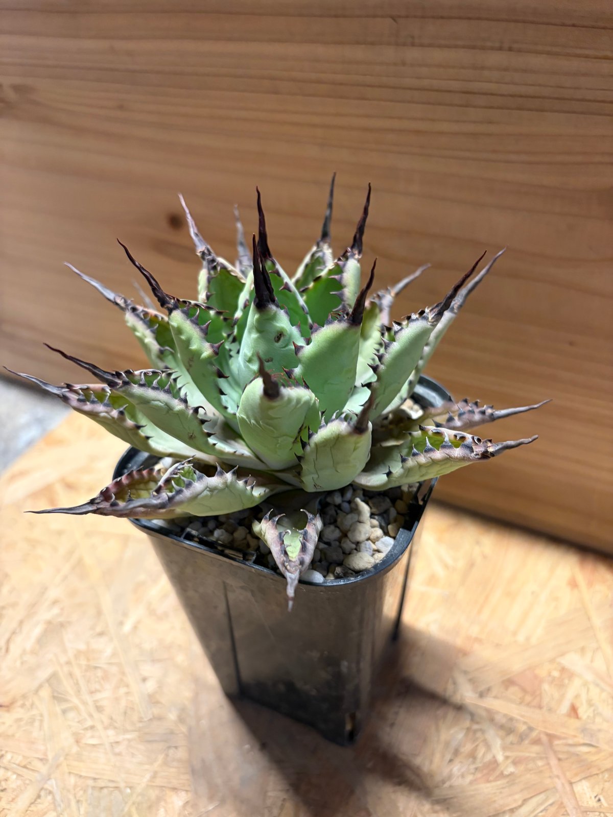 アガベ 八荒雷神 陽炎タイプ | GREEN LUCK