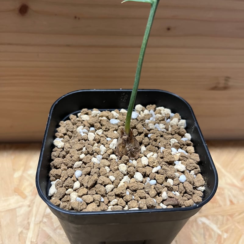 種子 希少 エンセファラルトス ホリダス horridus seed 【公式通販】