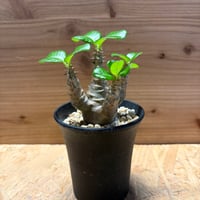 パキポディウム　ウィンゾリー