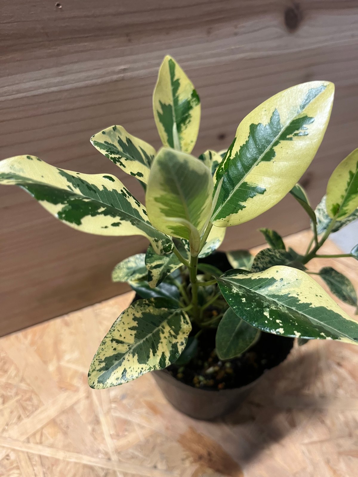 ⑥　フィカス　フランスゴム　斑入り　実生　レア フィカス ルビキノーサ 斑入り フランスゴムの木 | GREEN LUCK