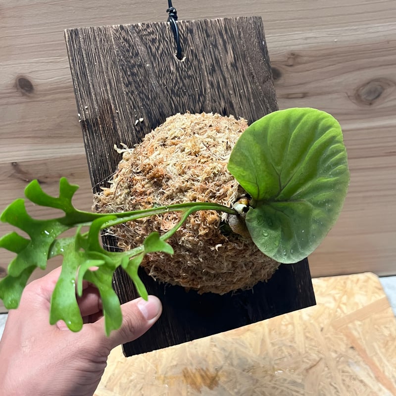 ビカクシダ リドレイ スレンダータグホーン | GREEN LUCK