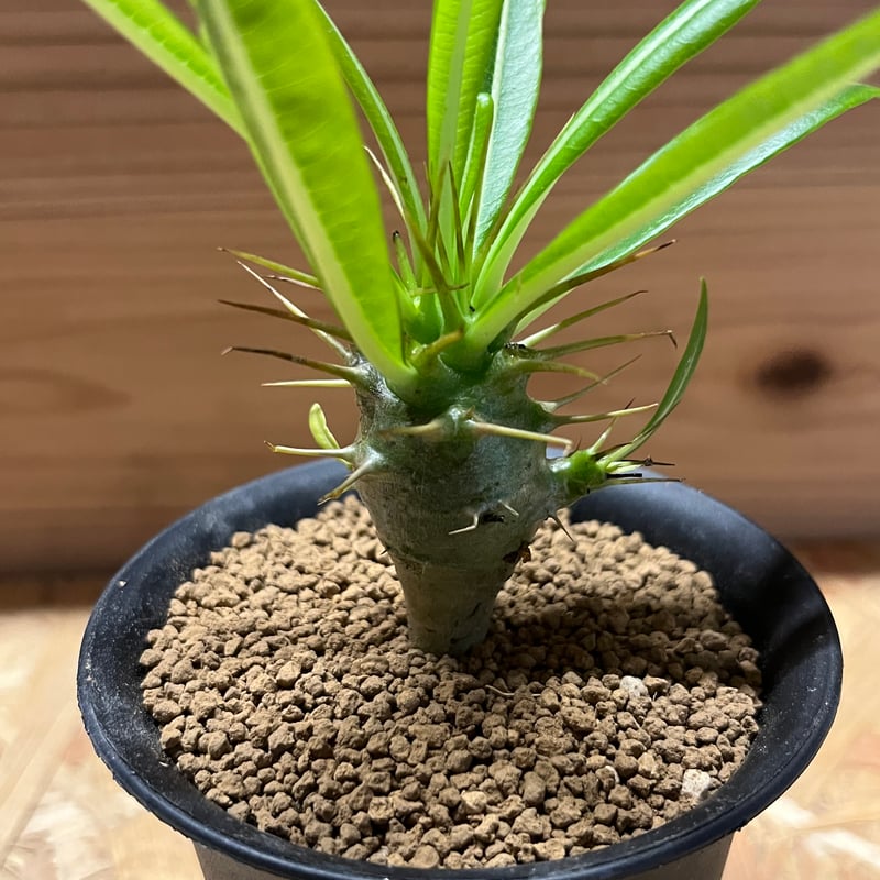 パキポディウム アンボンゲンセ | GREEN LUCK