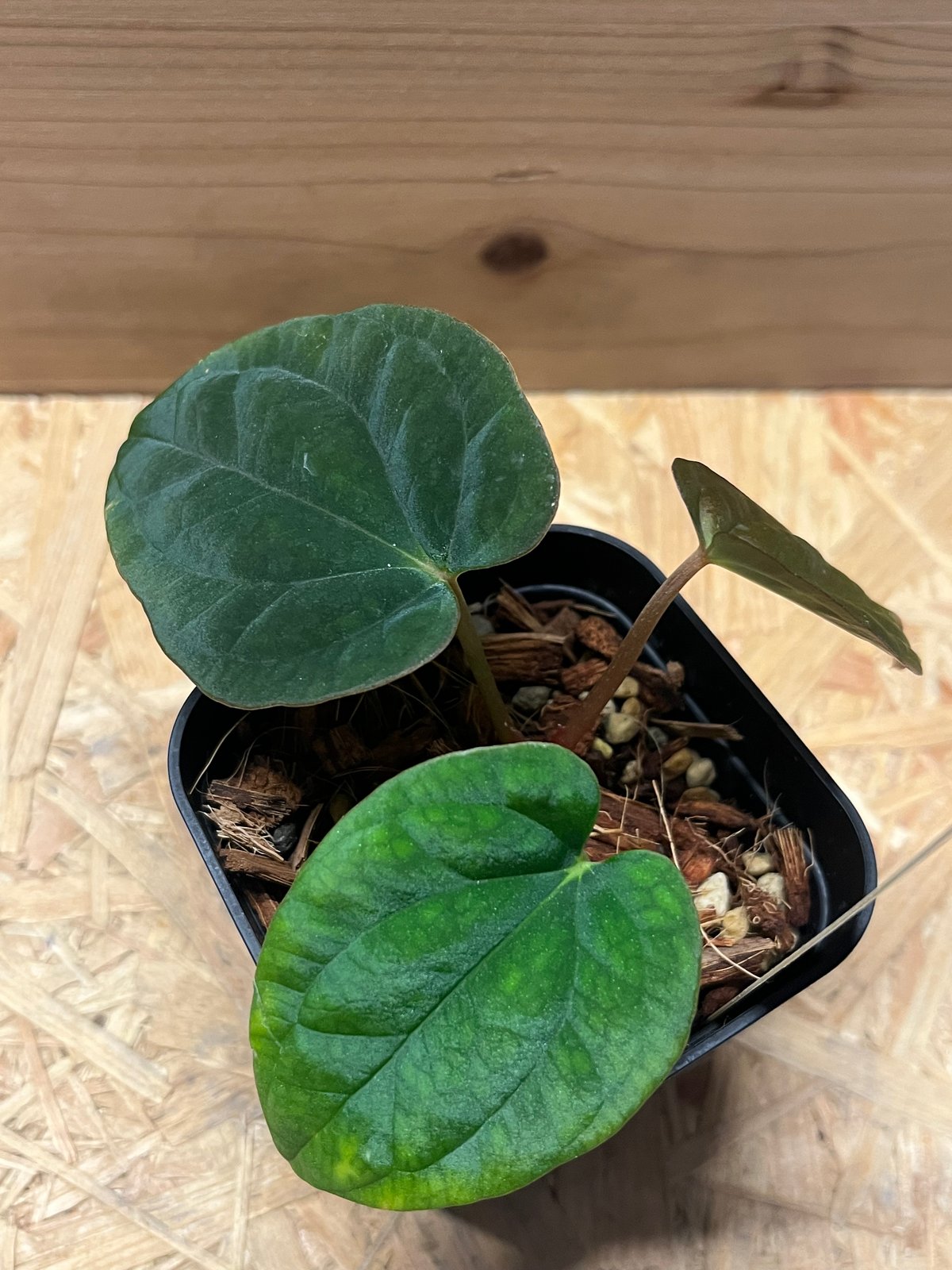 アンスリウム　アントラキー アンスリウム アントラキー （RA7×tezula） | GREEN LUCK