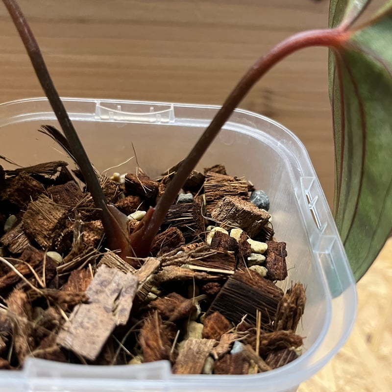 アンスリウム パピリラミナム【Guna Yala】×レッドダークフェニックス