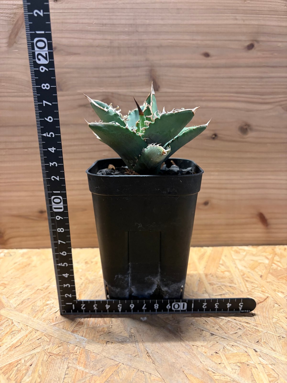 アガベ チタノタ オテロイ オアハカ実生 | GREEN LUCK