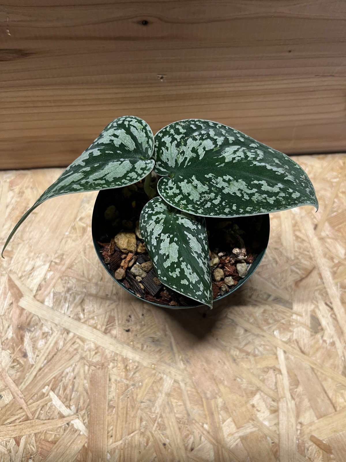 【極美株】Scindapsus Sparkling ★スキンダプサス Happy Scindapsus Saturday🌿 Scindapsus almost silver