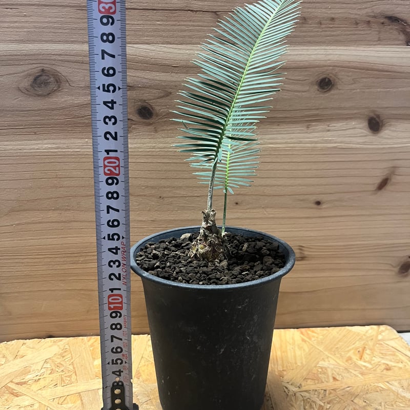 ディオーン エデュレ | GREEN LUCK