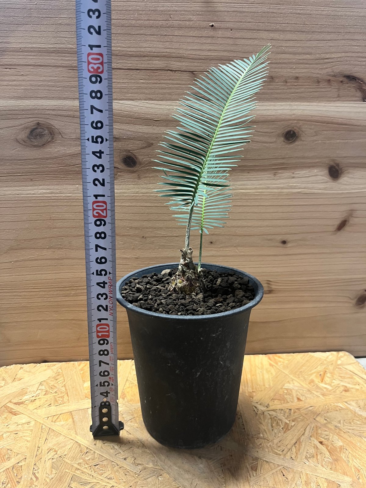 ディオーン　エデュレ ディオーン エデュレ | GREEN LUCK