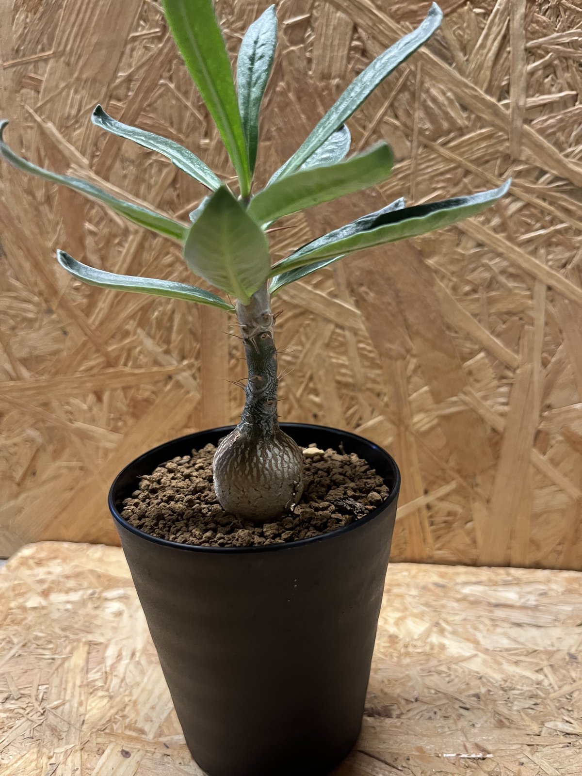 現品１点物！超美形パキポディウム・サキュレンタム(小葉タイプ)５号鉢 パキポディウム サキュレンタム | GREEN LUCK