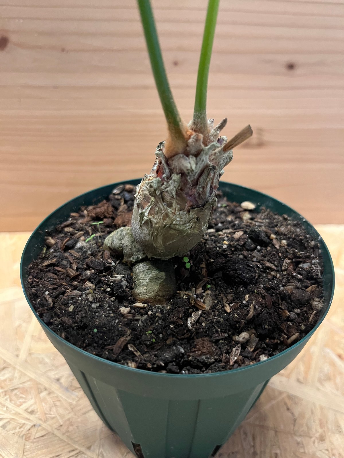 サイカス sp.シルバー | GREEN LUCK