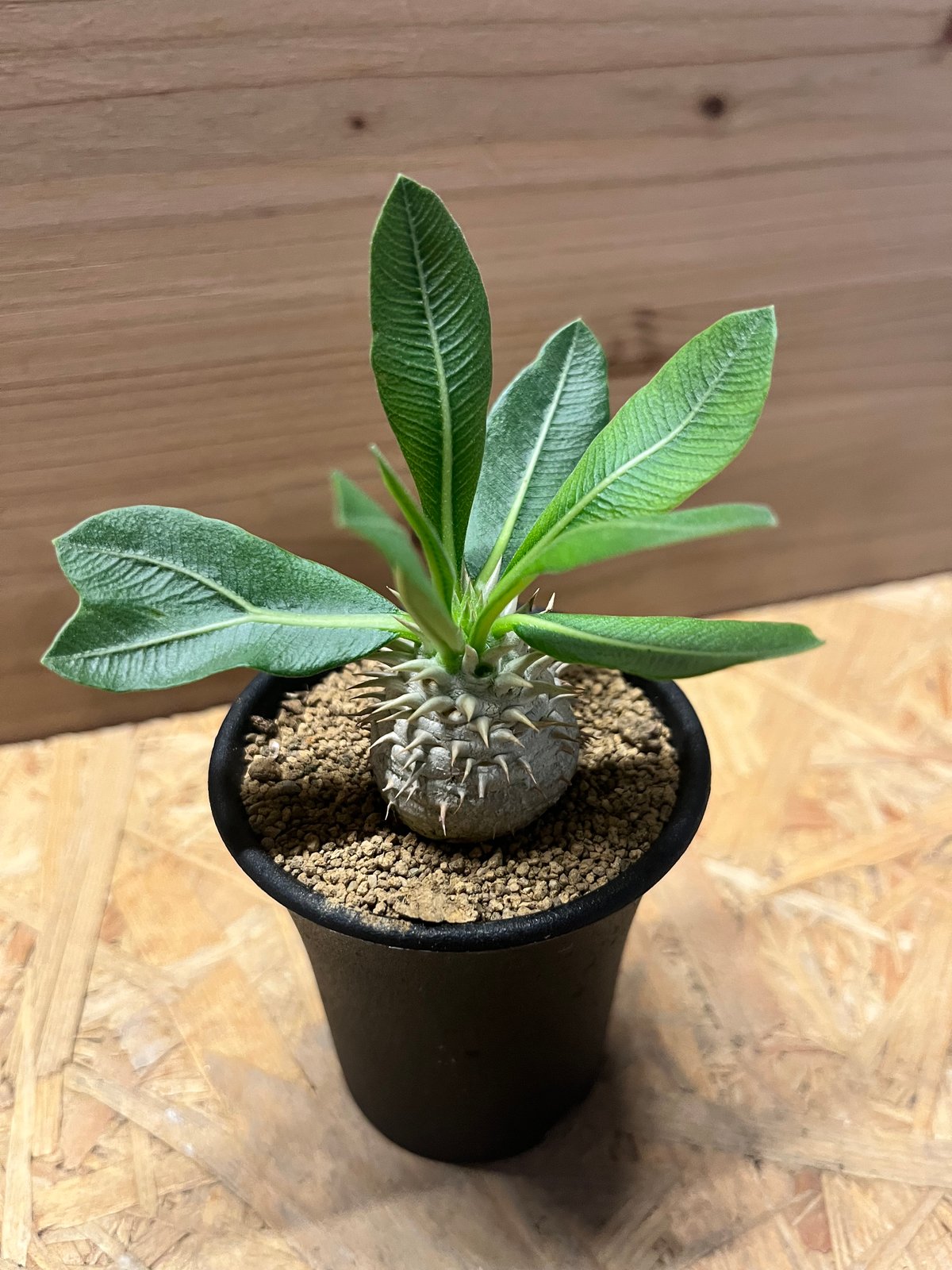 パキポディウム デンシカウレ 恵比寿大黒 | GREEN LUCK