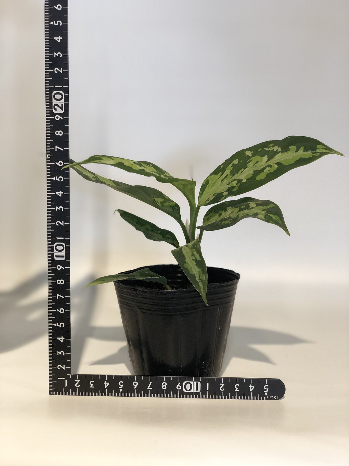 アグラオネマ ピクタム | GREEN LUCK