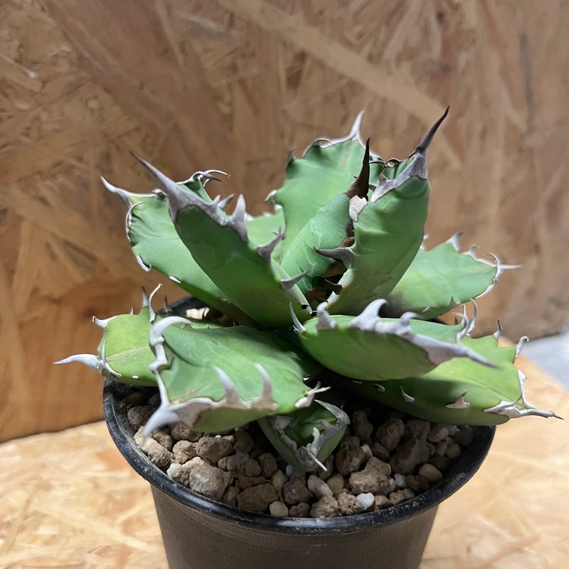アガベ チタノタ No.1 | GREEN LUCK