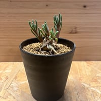 ガムケンシス 最終値引き ガムケンシス 最終値引き