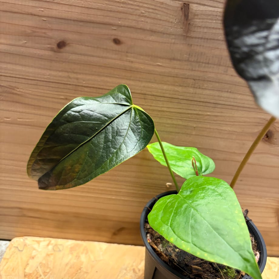 6a2a3db9c5bd30182a5e21ec