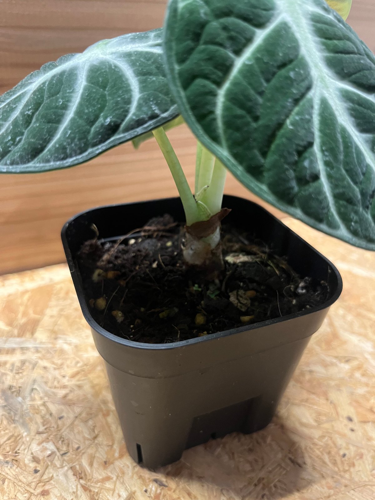 Alocasia Ninja Tricolor / アロカシア ニンジャ 斑入り Alocasia Ninja Tricolor / アロカシア ニンジャ 斑入り
