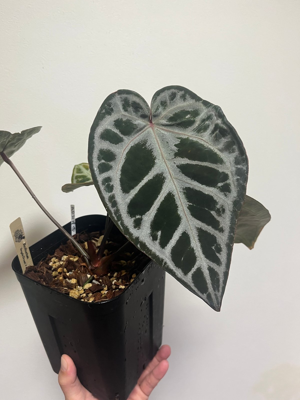 今*！様 アンスリウムHubro × “angel's dream＊レッドクリス アンスリウム エンジェルスドリームの育て方と購入方法