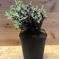 アストロフィツム カプトメデューサ 斑入り | GREEN LUCK