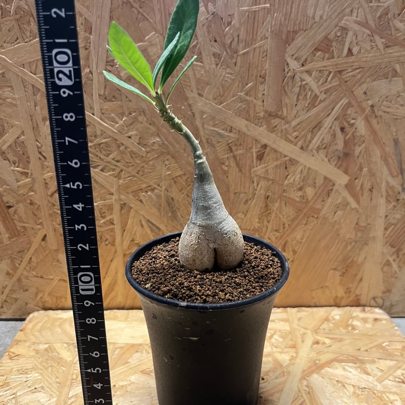 パキポディウム ビスピノーサム | GREEN LUCK