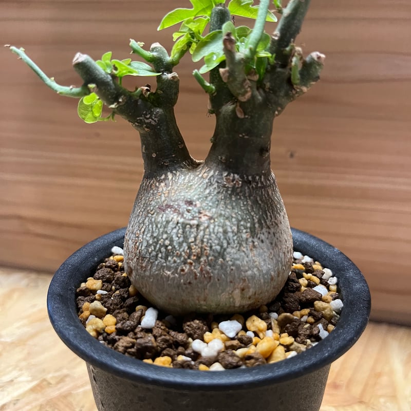 アデニア スピノーサ | GREEN LUCK