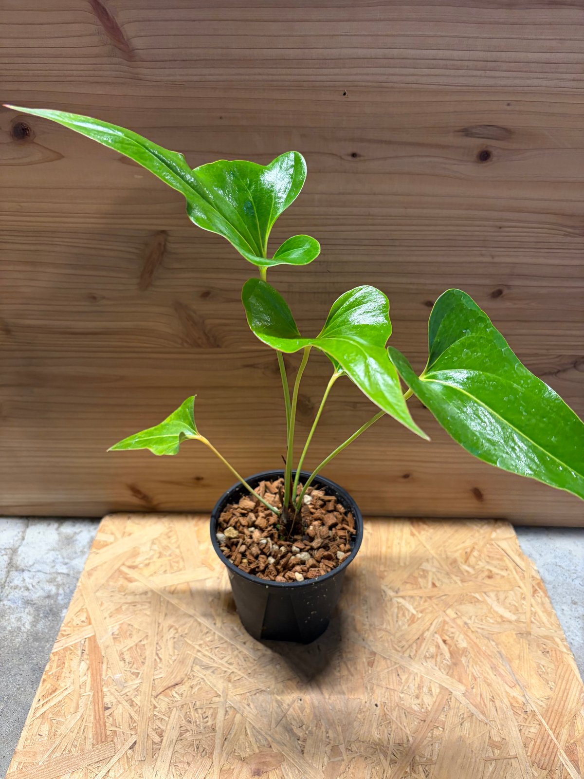 アンスリウム　ブロウニー　Anthurium Brownie 斑入り　激レア アンスリウム ブロウニー Anthurium Brownie 斑入り 激レア 未使用に
