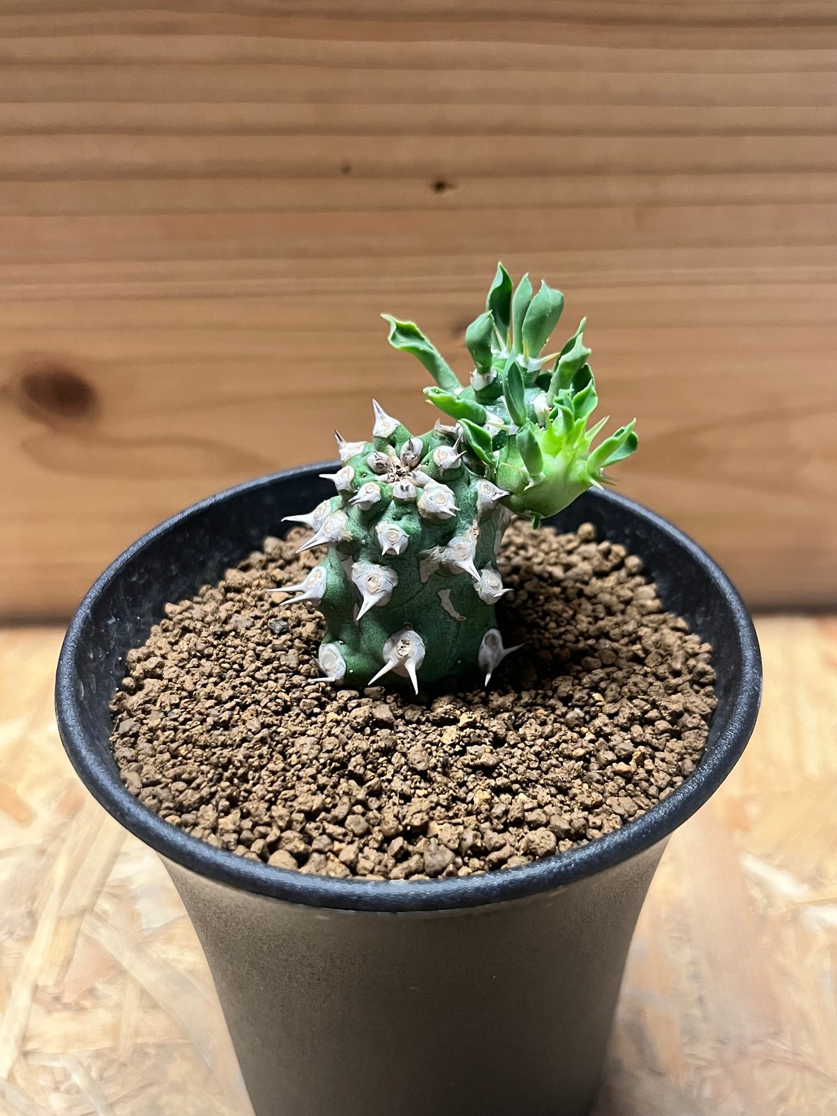 【珍品】ユーフォルビア トム綴化 cv. 'Tom' f.crist 多肉植物 継ぎの方が勢いがあっていいな Euphorbia cv. TOM #euphorbia cv