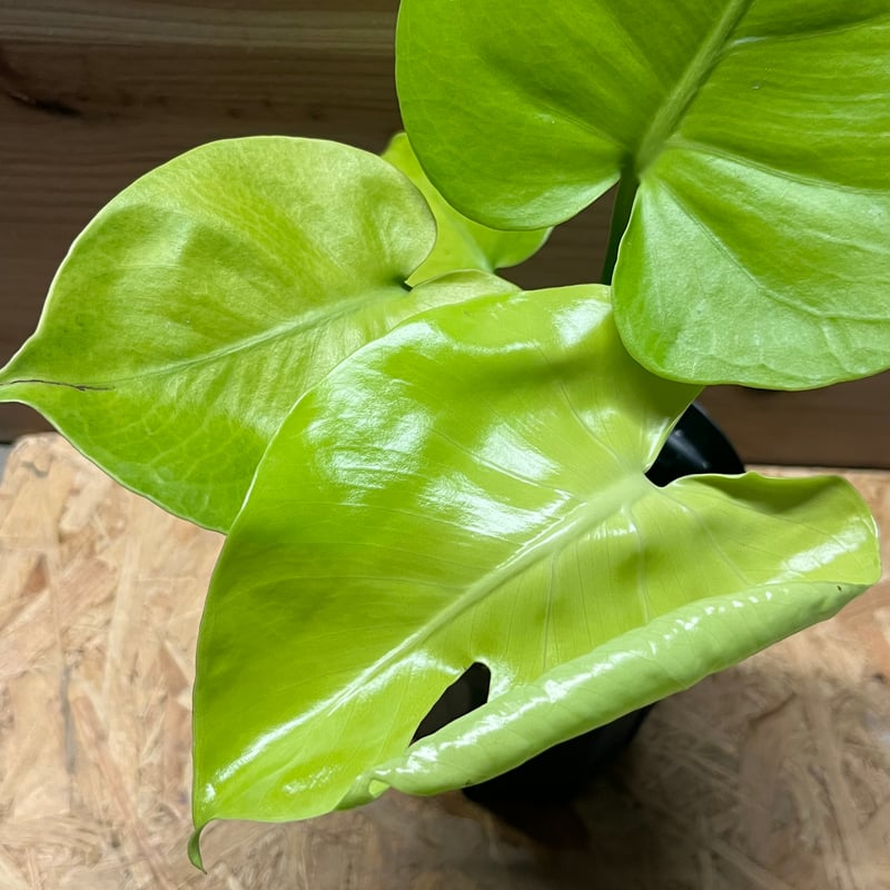 モンステラ デリシオーサ ゴールドリーフ | GREEN LUCK