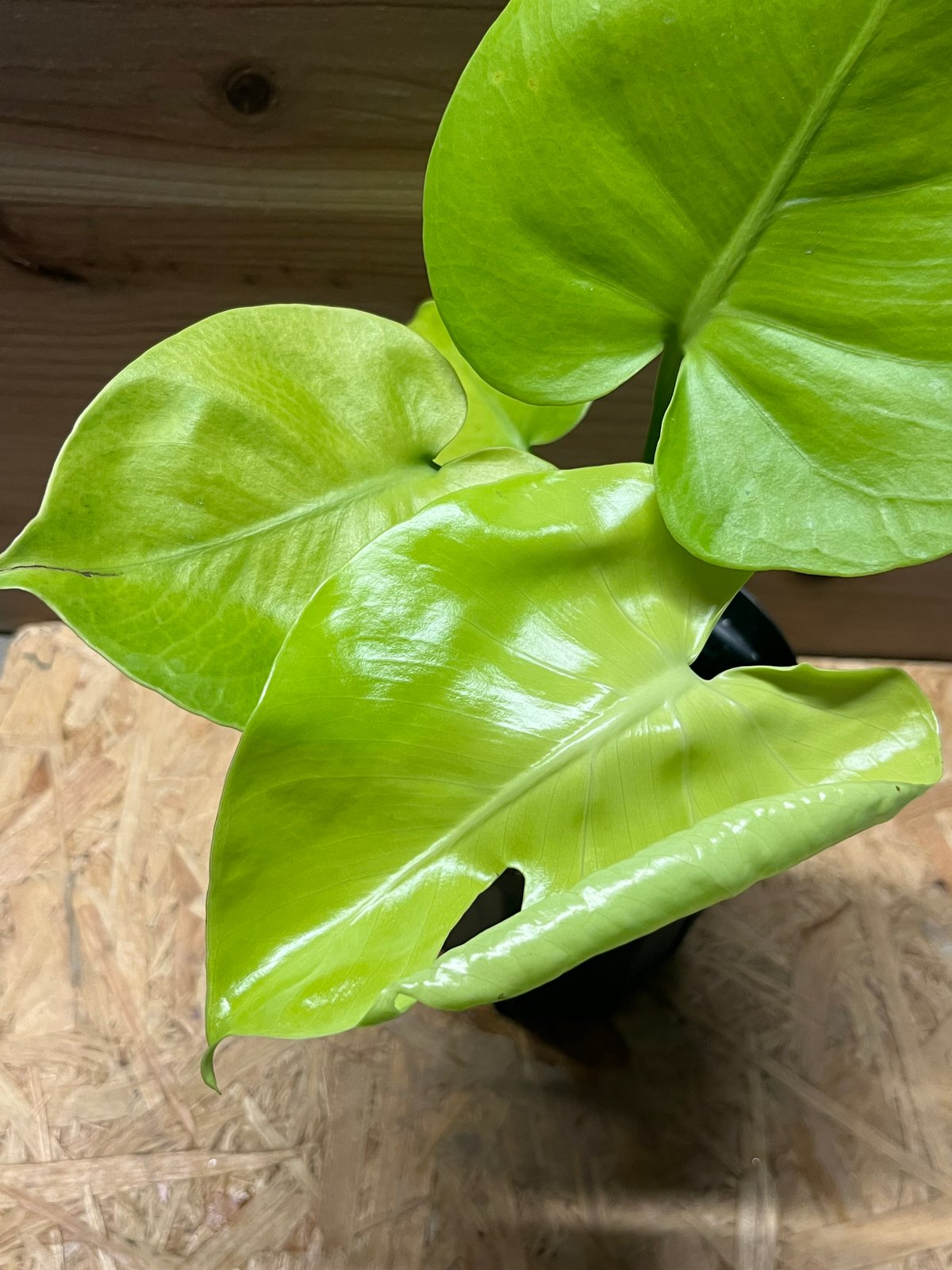 モンステラ デリシオーサ ゴールドリーフ | GREEN LUCK