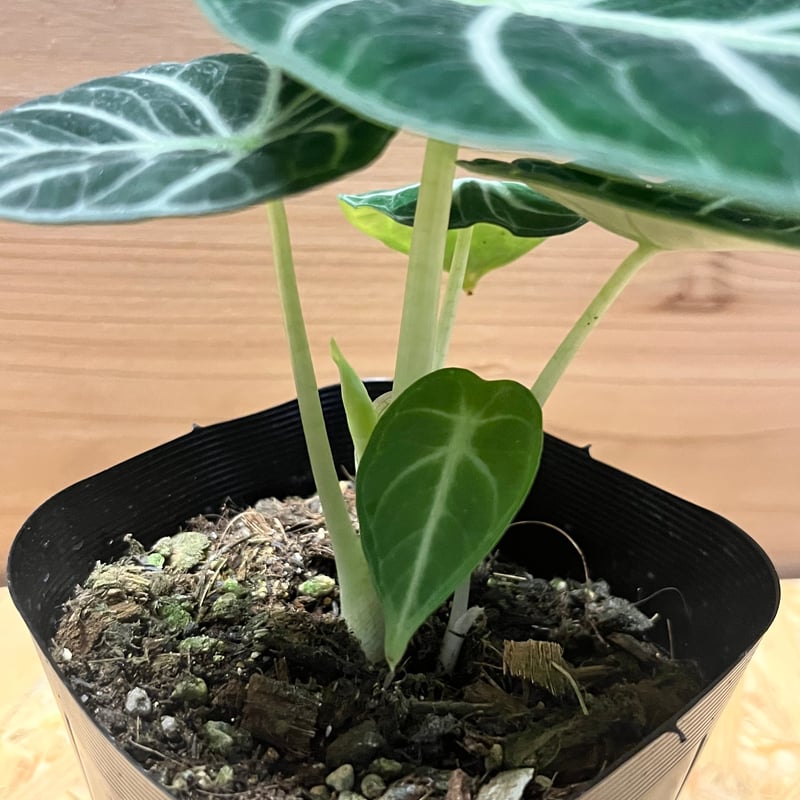 アロカシア ニンジャ | GREEN LUCK