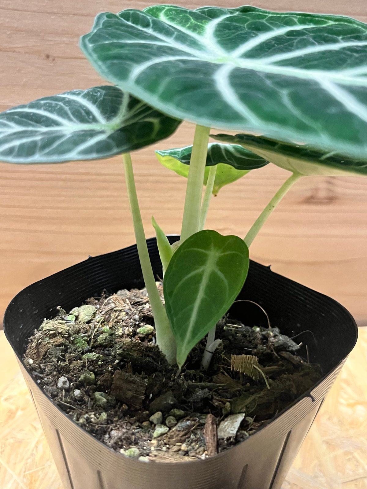 アロカシア ニンジャ | GREEN LUCK