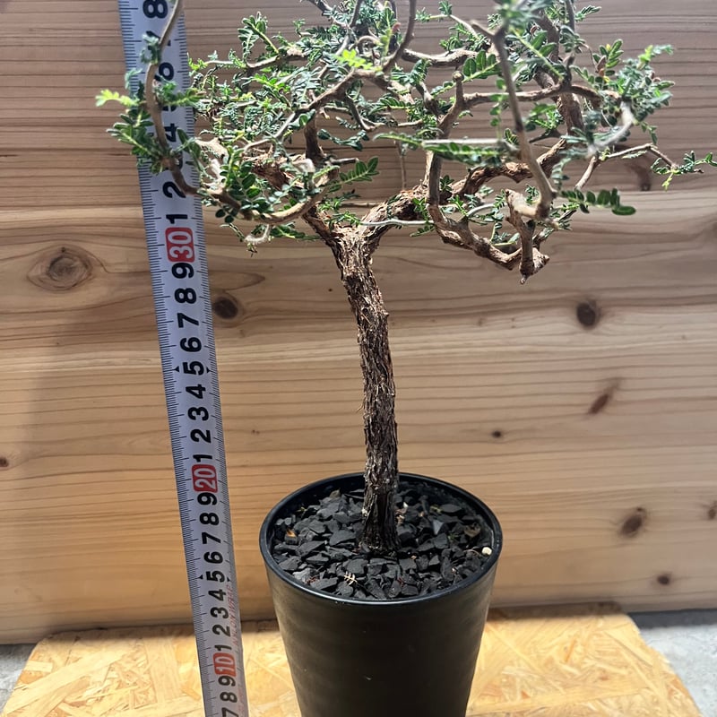 コミフォラ　モンストローサ　枝差し株 コミフォラ モンストローサ 枝差し株