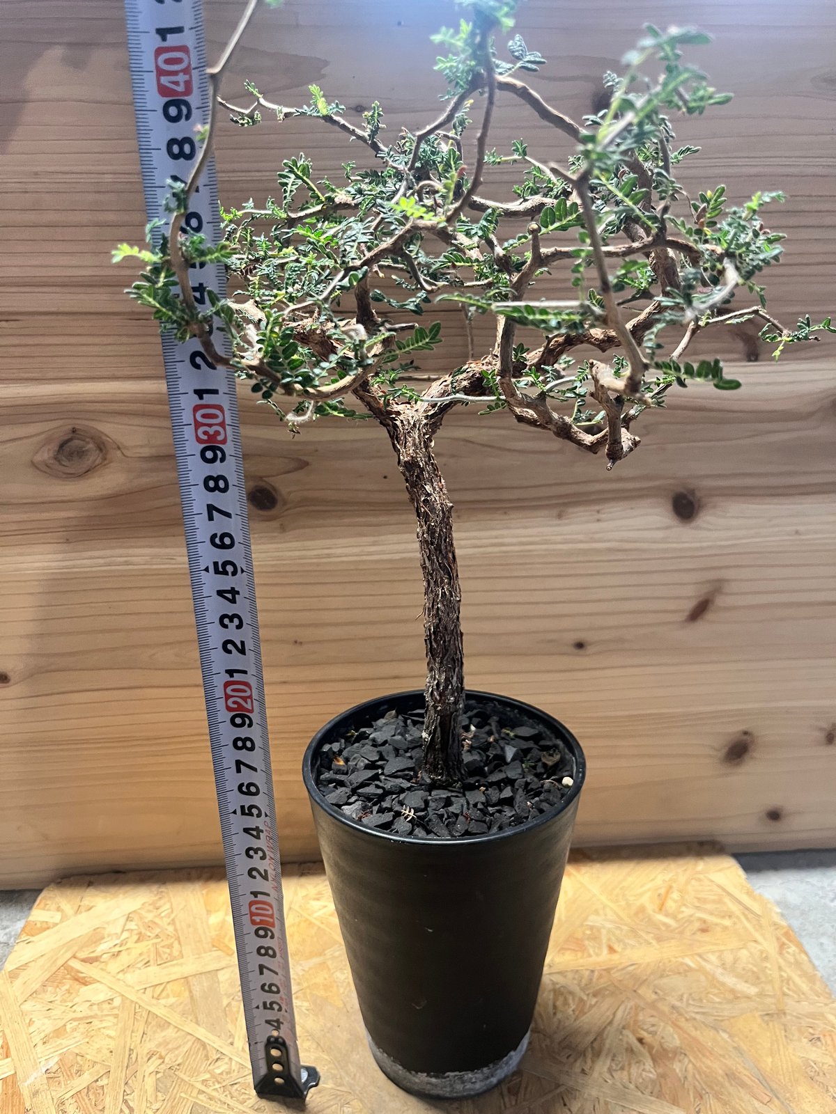 コミフォラ モンストローサ fit=scale-down,w=1200