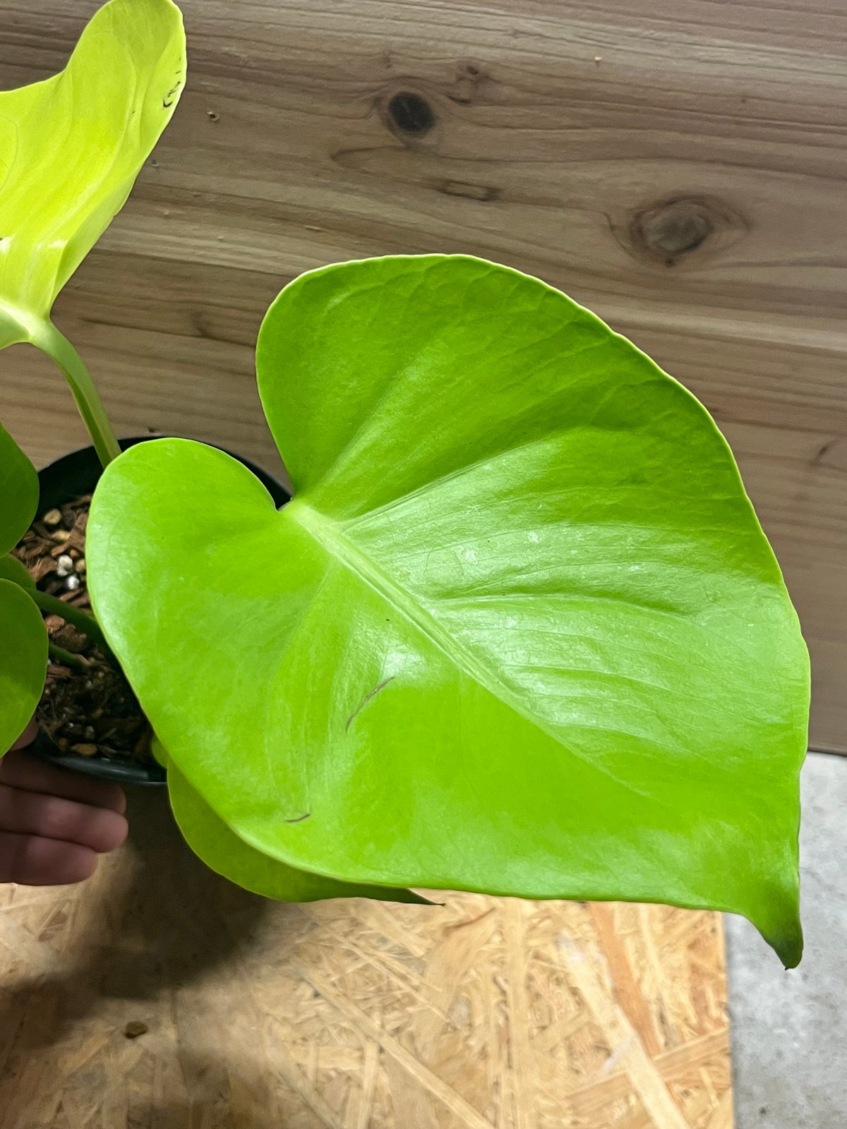 モンステラ デリシオーサ 'Triple Yellow' 新種 黄金葉